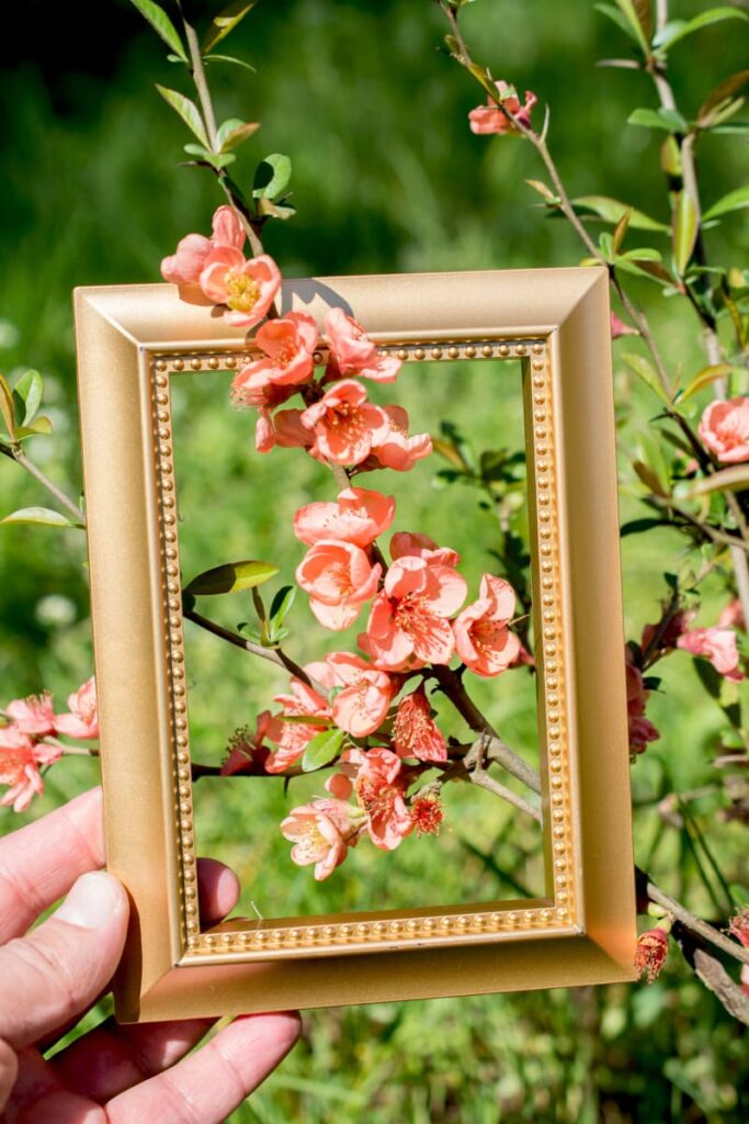 what to do with old picture frames? Frame them like this bloom placed in the center of an old picture frame.