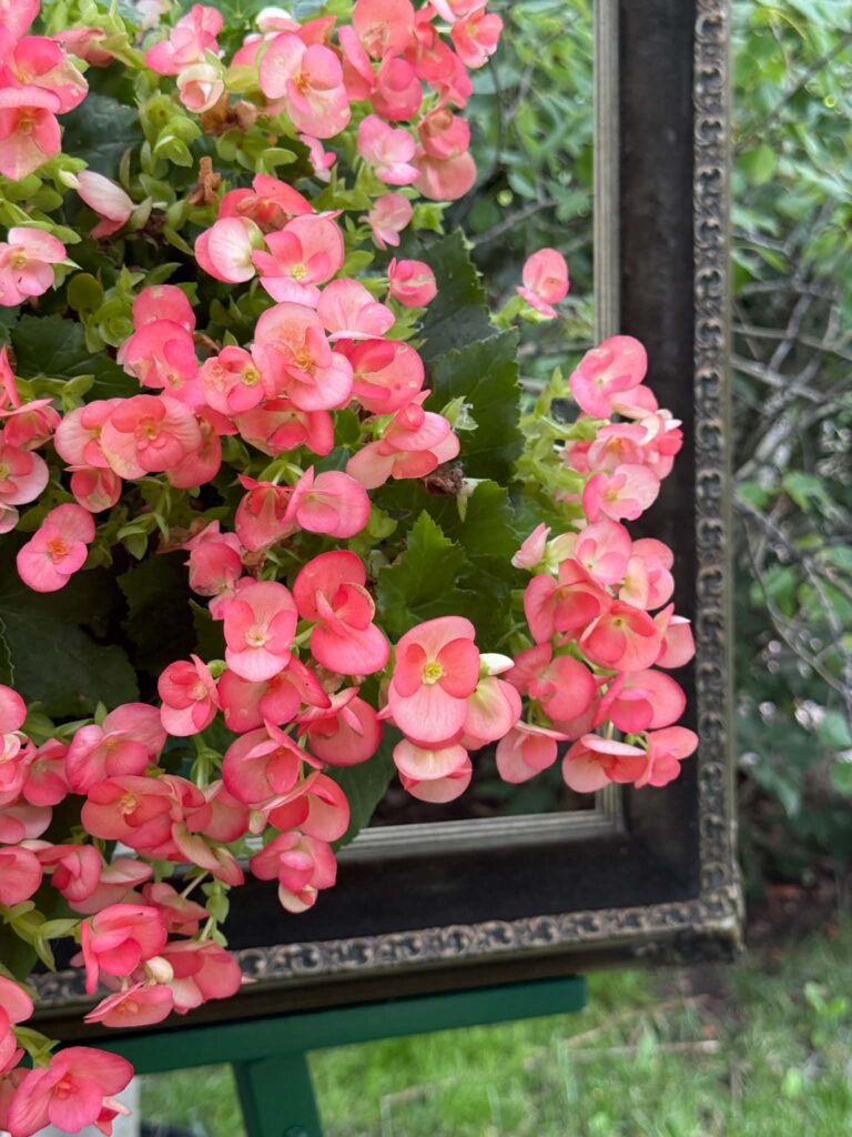 Framed begonias in the garden.